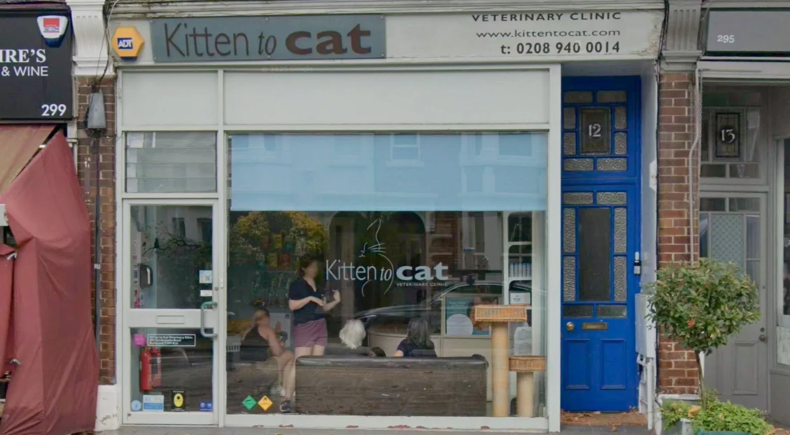 Kitten to Cat Image